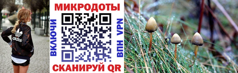 Галлюциногенные грибы Psilocybine cubensis  Красково 